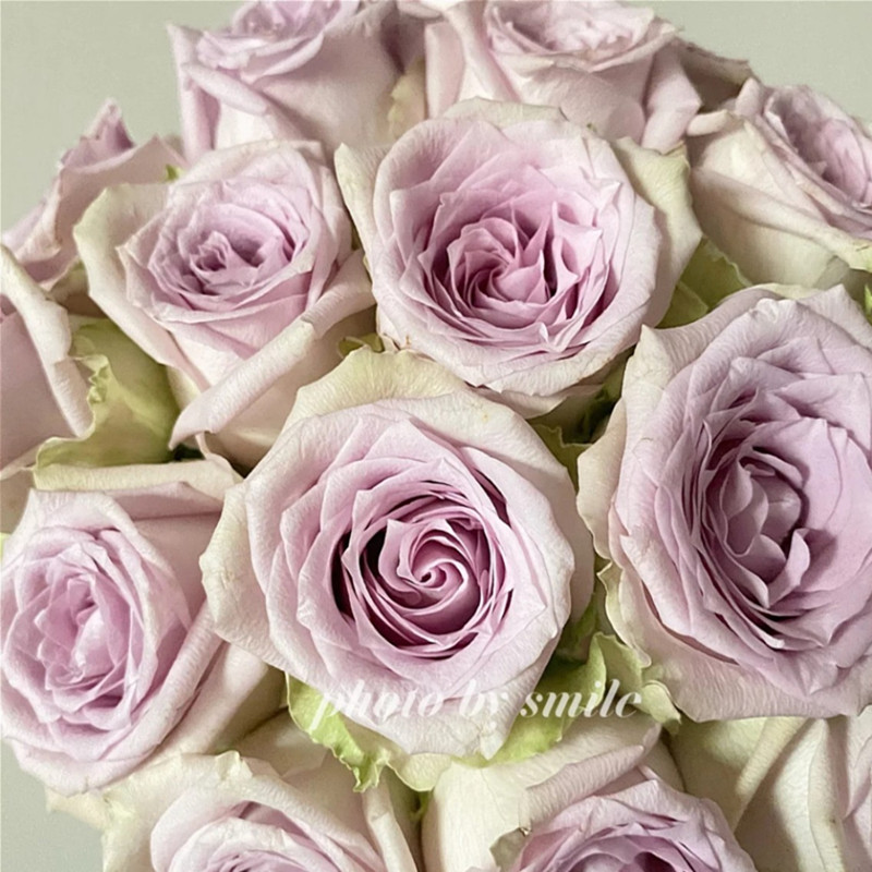 海洋之谜月季花苗大花多季