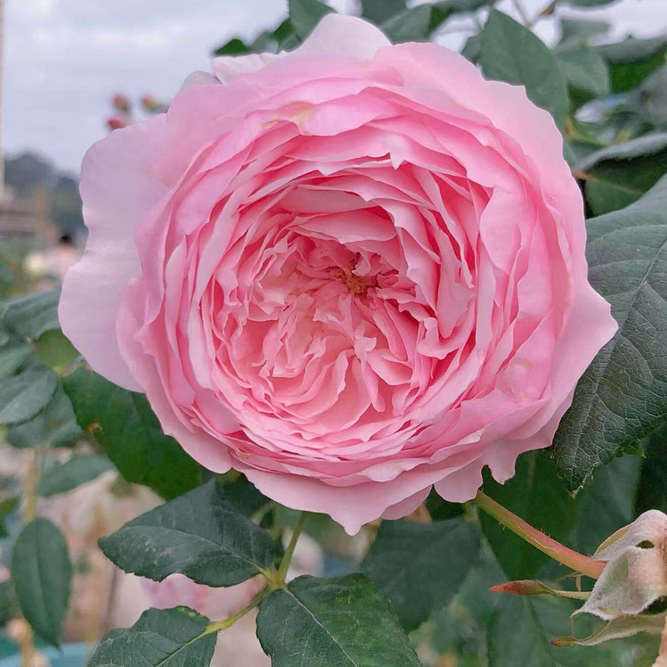 日本新品月季美咲/美咲抚子 庭院玫瑰丰花浓香月季玫瑰花扦插小苗