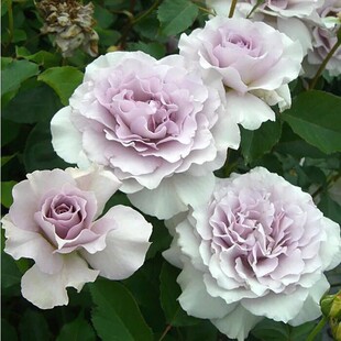 新浪潮 月季蓝色浓香精品日本玫瑰蕾丝边阳台庭院盆栽绿植花卉