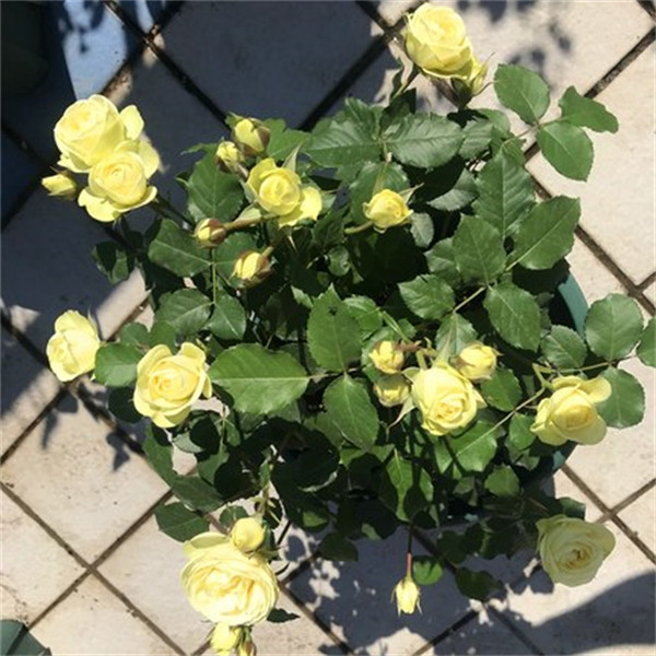 欧月季 奶油龙沙宝石/奶油伊甸园 丰花微型微月阳台玫瑰扦插小苗
