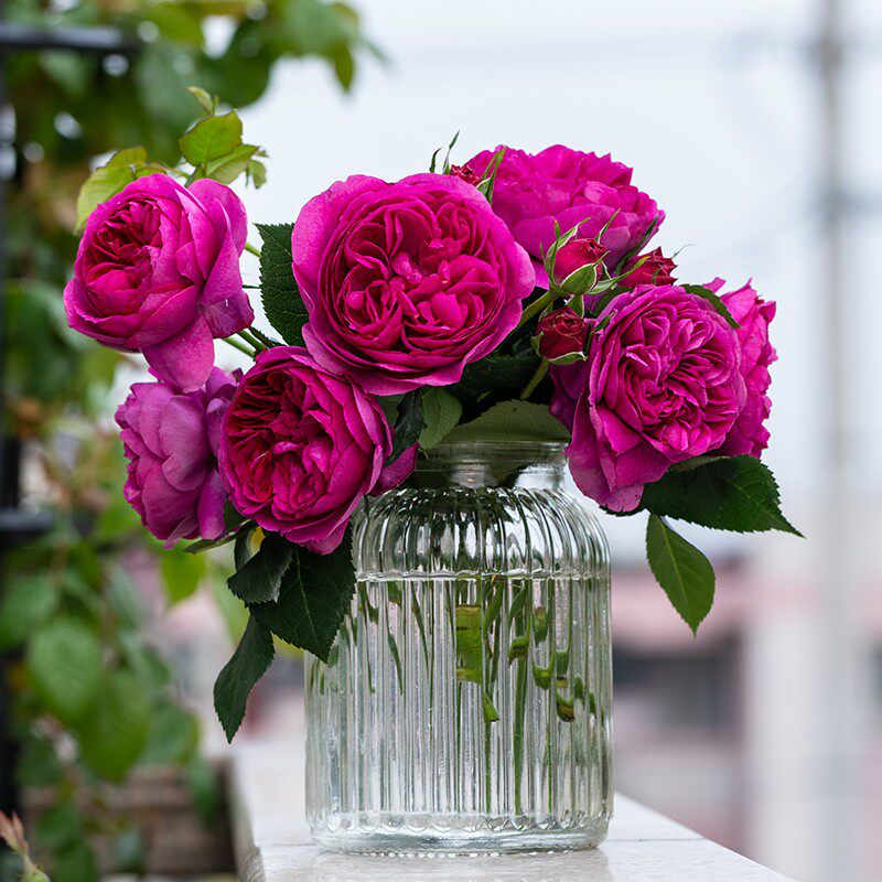 慈宣 自育月季玫瑰 多季浓香灌木月季