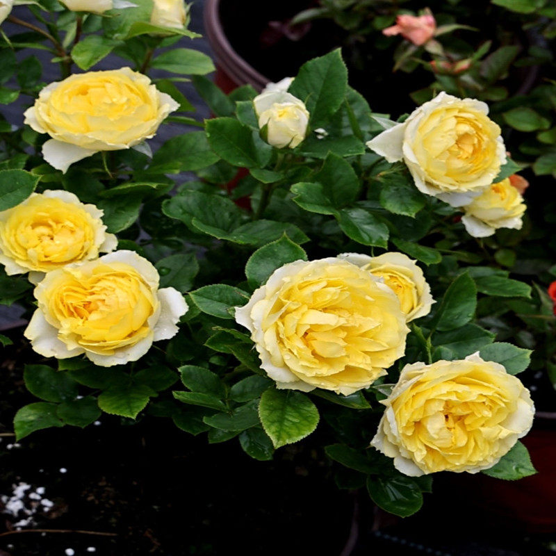 贝壳月季花苗黄色月季大花香味适合阳台盆栽月季小苗