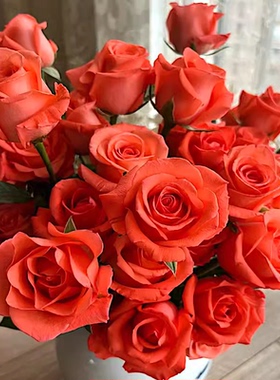 影星 阳台盆栽月季庭院地栽耐旱耐寒抗病勤花切花玫瑰分枝性好