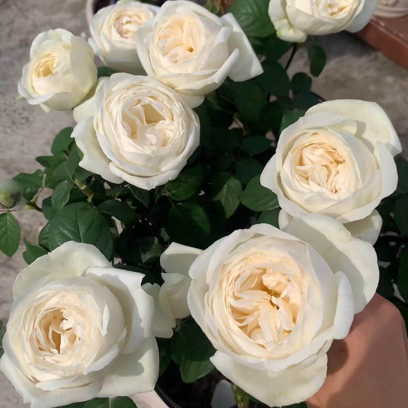 大花浓香月季扦插花苗伊芙婚礼之路纯白色玫瑰盆栽阳台观花植物