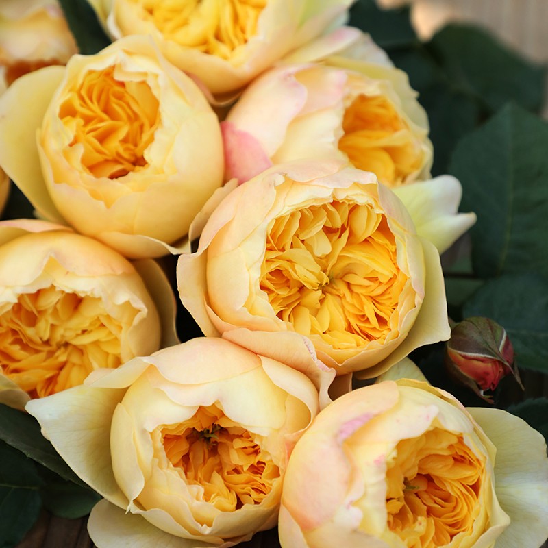 雀啾 月季玫瑰 多季开花淡香耐热杂交茶香月季玫瑰花卉盆栽