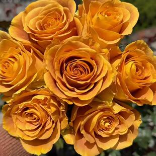 【金色之心】 肯尼亚超新品切花玫瑰花苗盆栽阳台月季花卉