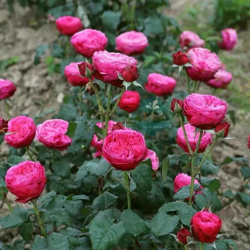 新品 友禅月季花苗 切花灌木 包子型勤花 阳台庭院盆栽耐热