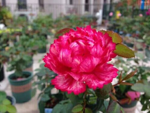 新品【真彩230】月季扦插花苗红色欧月多季开花玫瑰花卉苗