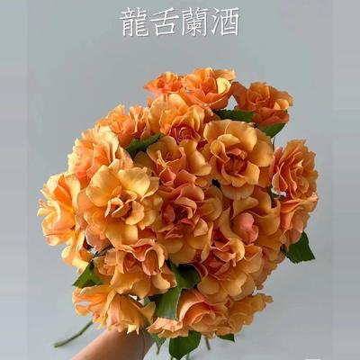 味景龙舌兰酒直立月季阳