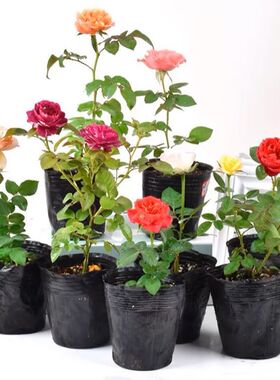 灌木合集1切花玫瑰欧月扦插小苗艾莎黑巴克咖啡师朱丽叶花卉盆栽