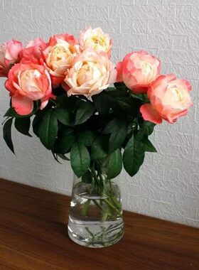 苹果运气 月季扦插花苗新品大花多季开花绿植耐热庭院花卉月季
