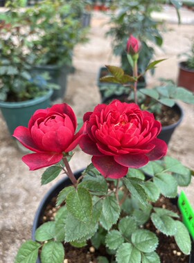 黑红果汁/樱桃果汁 月季 小苗 灌木淡香 勤花丰花多季 果汁芽变