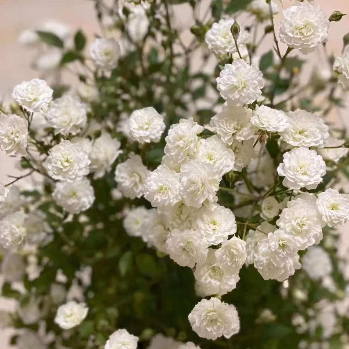 待雪草/雪月 超级微型月季花开不断花量大 阳台花园盆栽