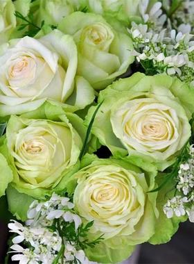 新品若菜切花月季花苗浅绿色包子花期持久勤花四季阳台庭院抗病