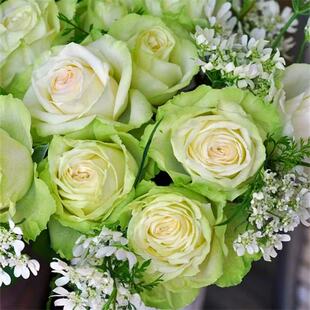 新品若菜切花月季花苗浅绿色包子花期持久勤花四季阳台庭院抗病