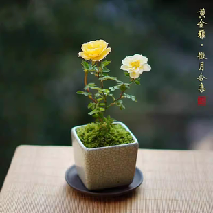 盆栽迷你创意花卉窗台阳台庭院微型绿植攀援花 黄金雅蔷薇姬月季