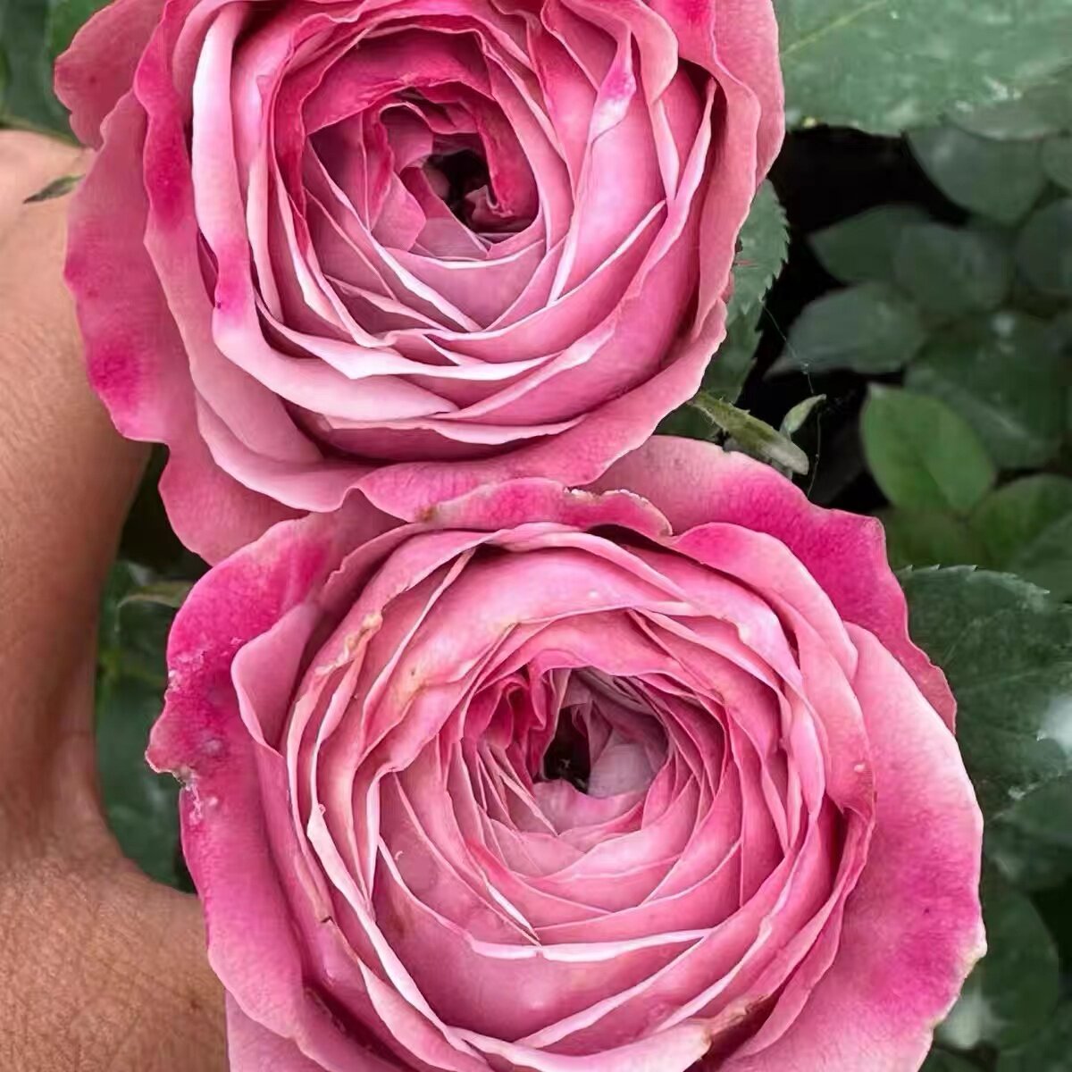 牡丹之吻 月季花苗 阳台庭院盆栽花卉 植物