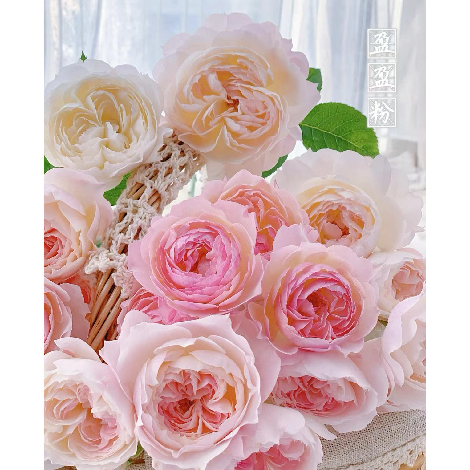 新品 盈盈粉 月季花苗 国月灌木多头勤花粉色橙黄色多变阳台盆栽,鲜花速递/花卉仿真/绿植园艺,月季/蔷薇/玫瑰,淘宝优惠券,粉丝福利购,淘宝优惠卷