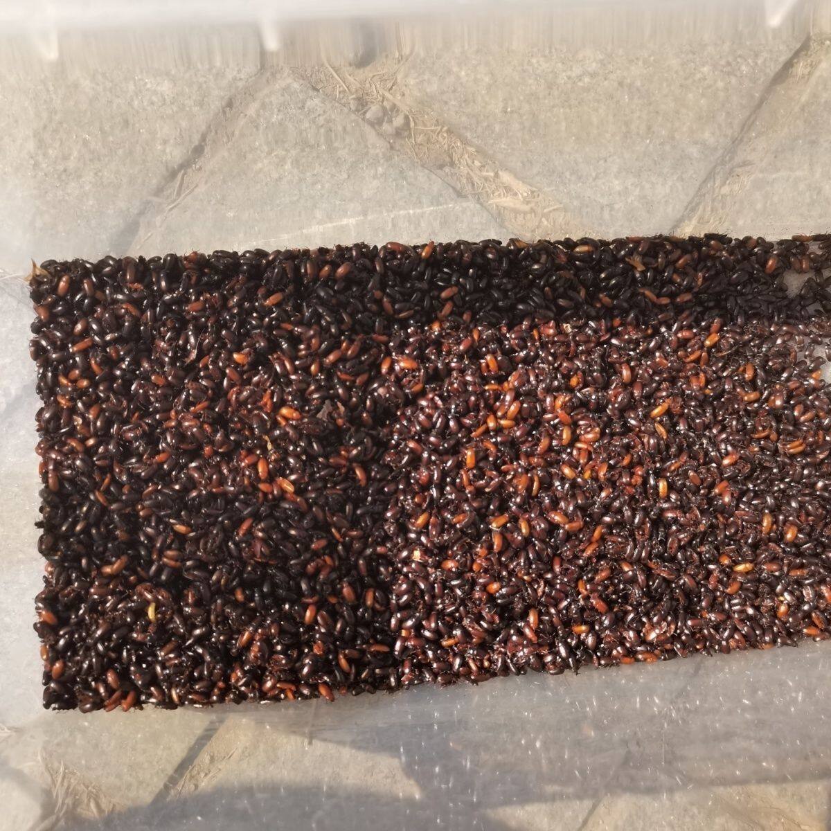 正宗九龙虫 烘干九龙虫 非活体特色爬宠/鸣虫