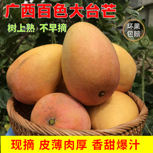 广西芒果大台芒新鲜水果10应当季现摘礼盒大果包邮百色小台农芒果