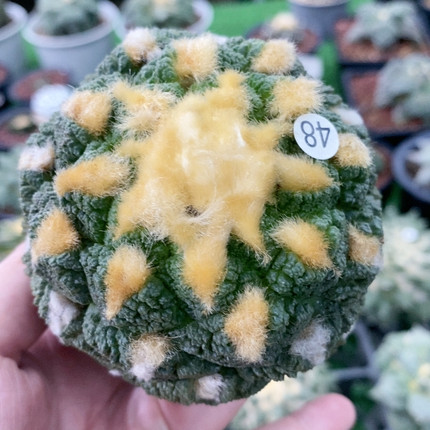 连山自根
