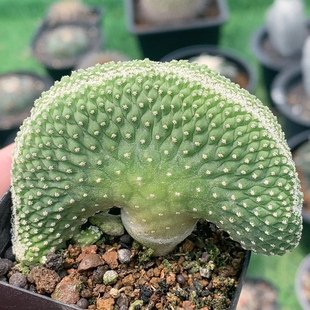 菊水缀化实生