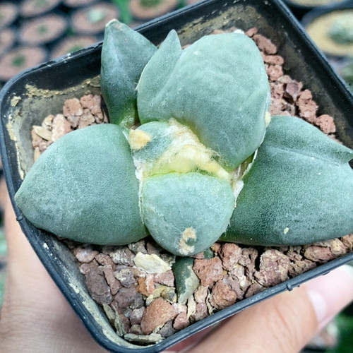 三叉戟青瓷怒实生