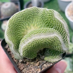菊水缀化实生