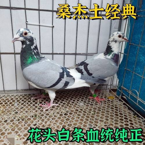 信鸽白条便宜体成鸽活活幼鸽花头桑杰士一对赛公棚血统种鸽原配