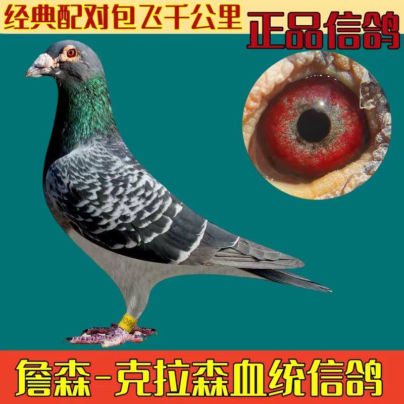 詹森信鸽种成绩高级纯种赛鸽鸽子活体一对幼鸽血统冠军公一母 - 实物图