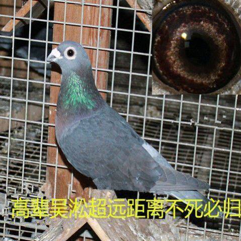 紫罗兰信鸽天落鸟5000公里信鸽超远程信鸽信鸽开口金环鸽环远程鸽