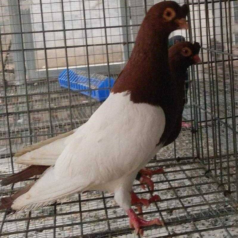 纯种活体观赏鸽子两头乌两头红新疆乌宠物鸽青年种鸽公母一对包活