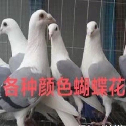 信鸽观赏鸽各种颜色蝴蝶花蝴蝶背活体鸽子青年鸽种鸽【11月3日发