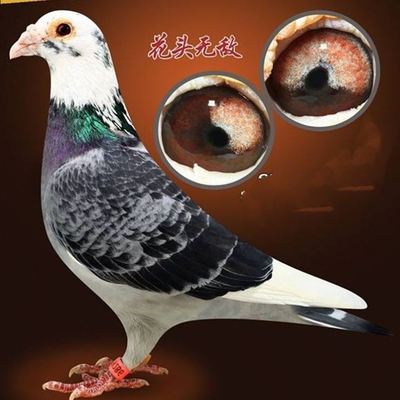 【无敌花头】信鸽种鸽血统鸽成绩鸽活物一对包邮包活包健康