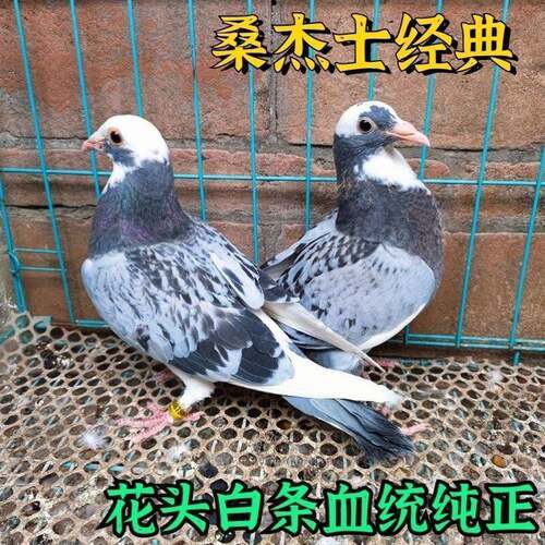 活体原配血统一对花头赛公棚绩桑杰士种鸽信鸽白条1幼鸽成鸽