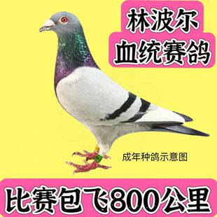 【红翔鸽业】 比赛包飞800公里林波尔血统信鸽一对公一母疫苗齐全