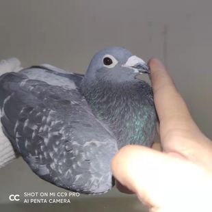 李鸟信鸽乔斯佛卡门幼鸽超远程信鸽纯白信鸽大鼻子信鸽信鸽种鸽