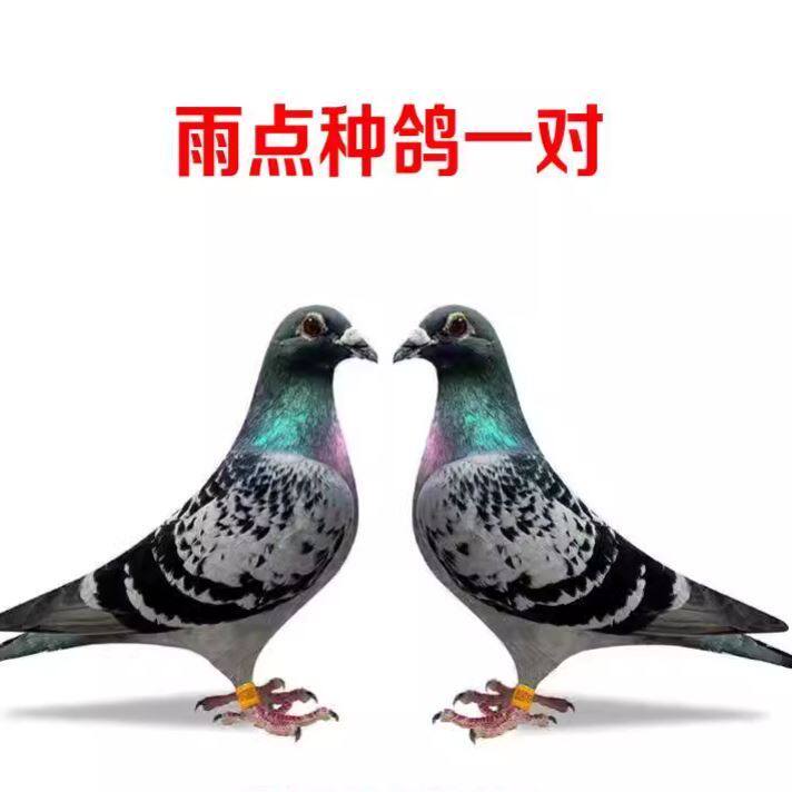 信鸽赛鸽种鸽成绩鸽血统鸽公棚鸽子活体幼鸽特比大鼻子种鸽宠物