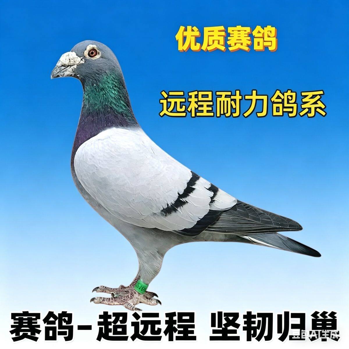 信鸽一对赛鸽公一母种鸽幼鸽大鼻鸟