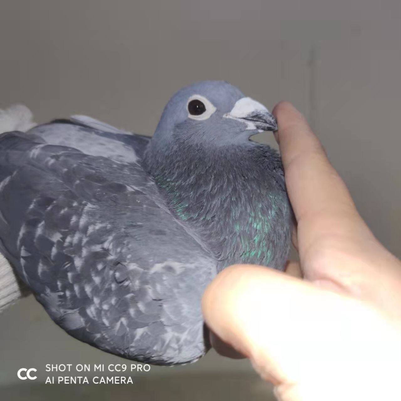 利奥003血统信鸽詹森信鸽600公里公母观赏鸽宠物超远程信鸽血统鸽