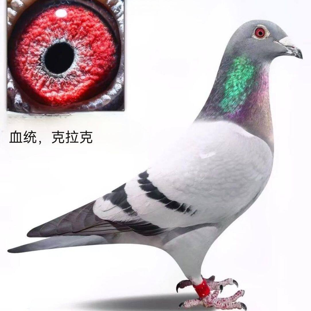 实战克拉克血统信鸽种鸽幼鸽信鸽一对公一母青年鸽子詹森便宜 - 实物图