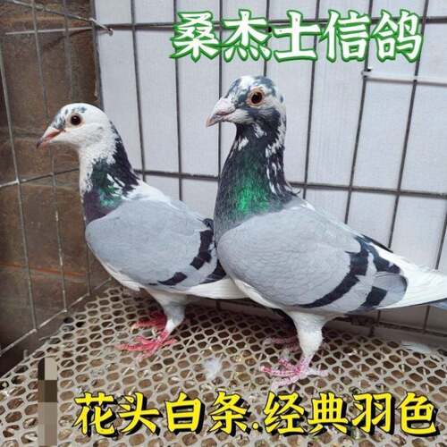 绩桑杰士信鸽公棚幼鸽花头种鸽赛白条成鸽一对活体血统原配
