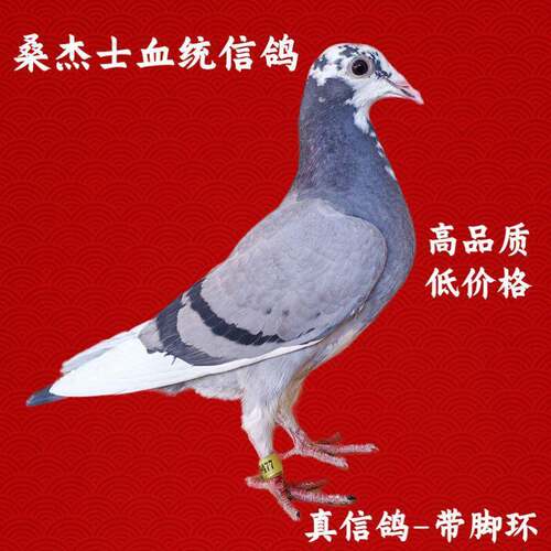 大鼻子高级公母幼鸽桑杰士血统信鸽一对种鸽白条活便宜鸽子花头