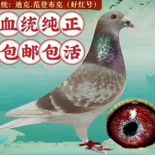 种鸽范登布克血统种鸽幼鸽一对包邮