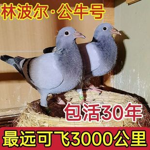 远可飞3000公里幼鸽林波尔公牛号血统赛鸽最公母一对包活30年活体