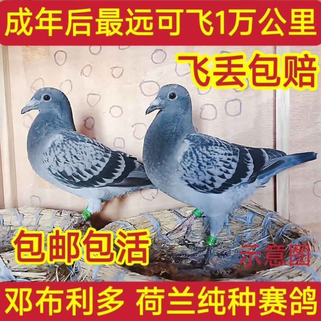 远程信鸽皮特兰信鸽血统赛鸽适合山区飞行荷兰赛鸽黑凤凰一对种鸽