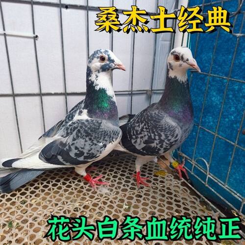 信鸽一对花头血统幼鸽鸽繁殖活体成绩桑杰士原配鸽赛公棚包种白条