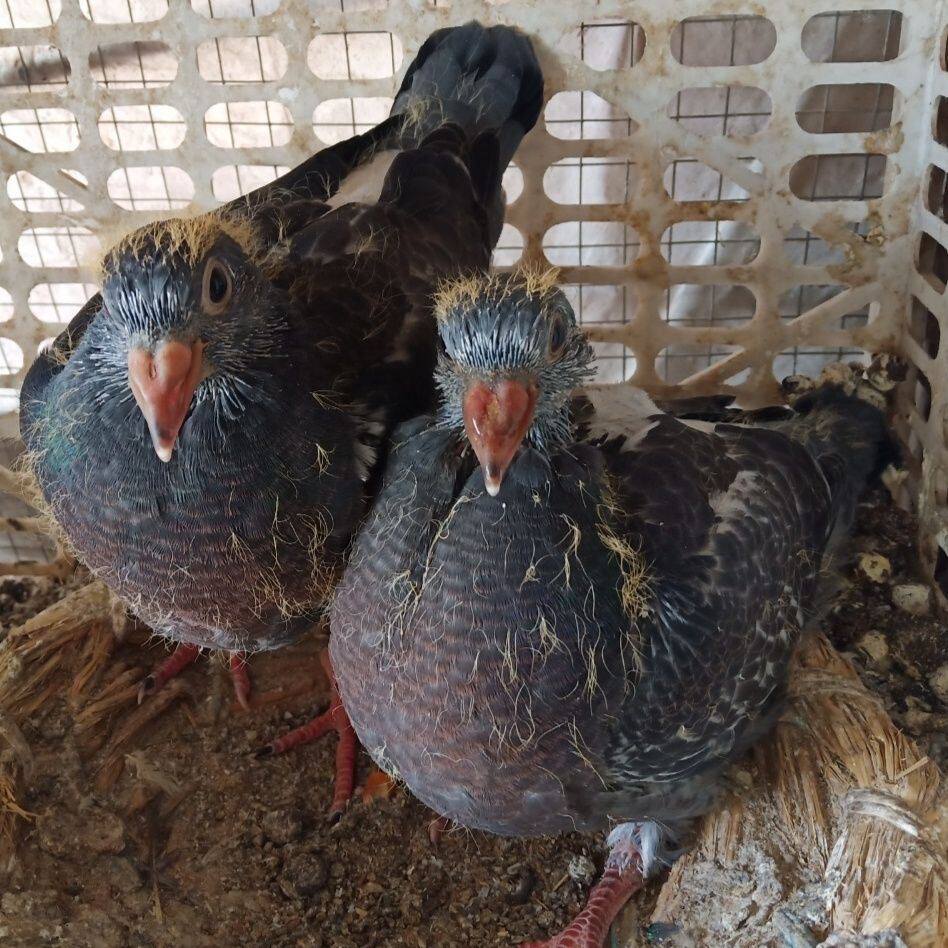 出售杨阿腾幼鸽随机一对价格美丽赛鸽公棚鸽成绩鸽正宗米歇尔贝克