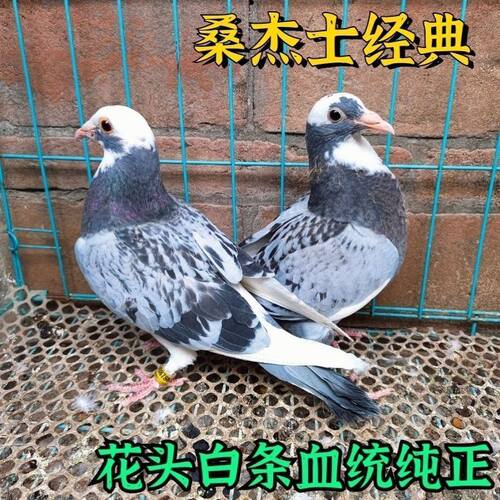 花头种鸽幼鸽一对原配白条成绩信鸽活体赛鸽公棚桑杰士血统