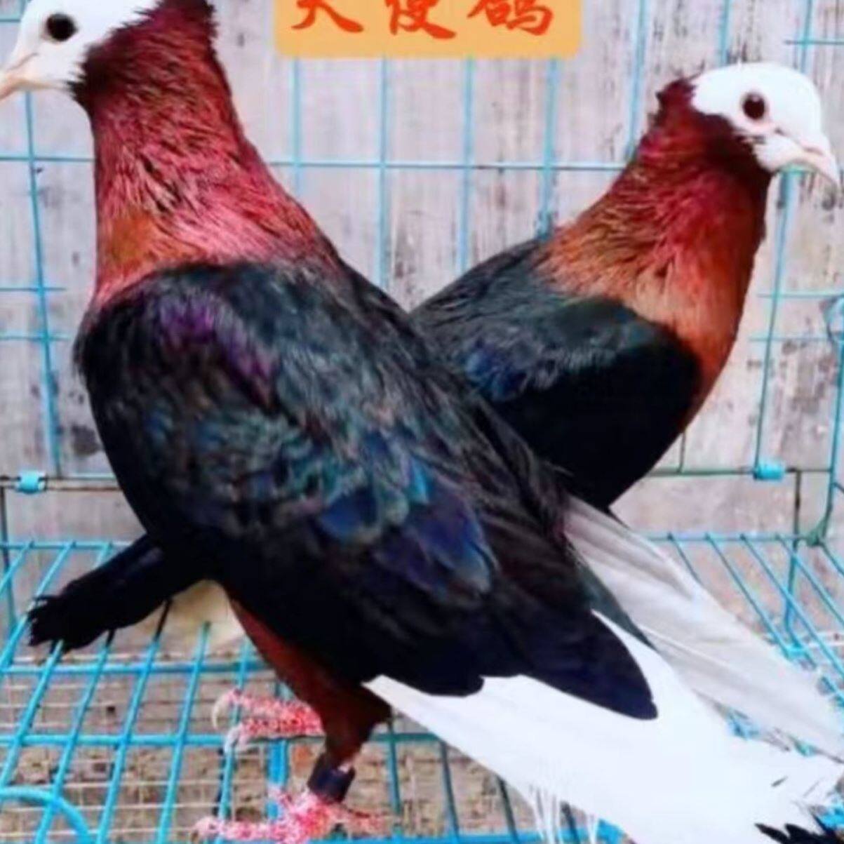 孝头天使观赏鸽种鸽一对包公母包邮包活